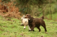 Picture of Sussex Spaniel retrieving bird