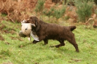 Picture of Sussex Spaniel, retrieving