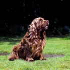 Picture of sussex spaniel sitting on grass
