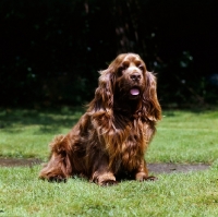 Picture of sussex spaniel sitting 
