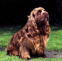 Picture of sussex spaniel sitting