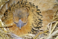 Picture of Sussex x Silkie bantam sitting on eggs