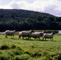 Picture of swaledale sheep in the lake district