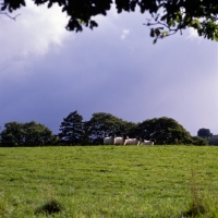 Picture of swaledale sheep in the lake district