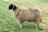 Picture of swaledale sheep posed