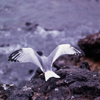 Picture of swallow-tailed gull facing the sea, galapagos islands