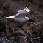 Picture of swallow-tailed gull flying, raising alarm, champion island, galapagos islands