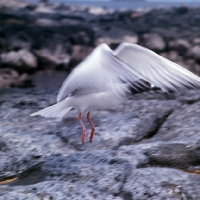 Picture of swallow-tailed gull in the air on champion island, galapagos 