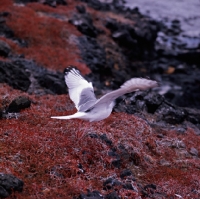Picture of swallow tailed gull landing on sesuvium plants, champion island, galapagos islands