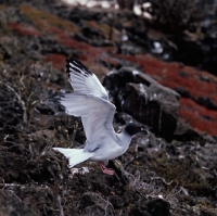Picture of swallow tailed gull landing on lava, champion island, galapagos islands