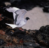 Picture of swallow tailed gull landing on lava, champion island, galapagos 