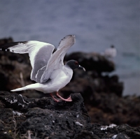 Picture of swallow tailed gull landing on lava rock, champion island, galapagos islands
