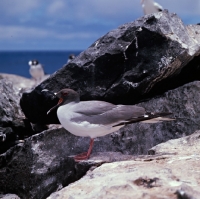Picture of swallow tailed gull on hood island, galapagos islands