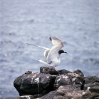 Picture of swallow tailed gull on lava at south plazas island, galapagos islands