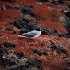 Picture of swallow tailed gull on sesuvium plants, champion island, galapagos islands