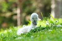 Picture of swan cygnet lying on grass