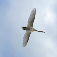 Picture of swan flying