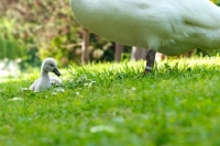 Picture of swan guarding a little cygnet 