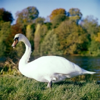 Picture of swan on river bank, thames