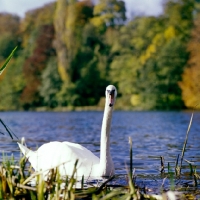 Picture of swan on river thames