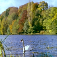 Picture of swan on thames near medmenham in landscape of trees