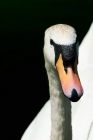 Picture of swan portrait