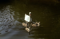 Picture of swan swimming with her cygnets