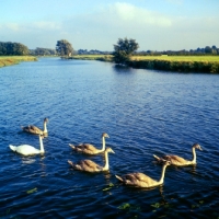 Picture of swan with five cygnets