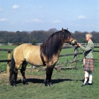 Picture of Swanniedene, Highland Pony stallion with owner in kilt at show