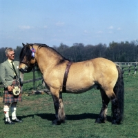 Picture of Swanniedene, Highland Pony stallion with owner in kilt at show