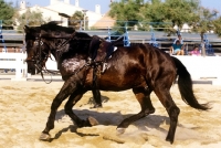 Picture of sweaty horse being lunged in france