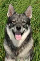 Picture of Swedish Elkhound (aka Jamthund), portrait