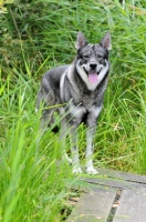 Picture of Swedish Elkhound (aka Jamthund)