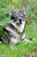 Picture of Swedish Elkhound (aka Jamthund)