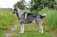 Picture of Swedish Elkhound (aka Jamthund)