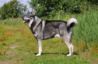 Picture of Swedish Elkhound (aka Jamthund)