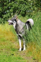 Picture of Swedish Elkhound (aka Jamthund)