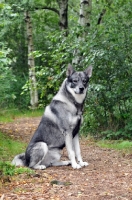 Picture of Swedish Elkhound (aka Jamthund)