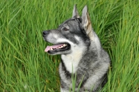 Picture of Swedish Elkhound (aka Jamthund)