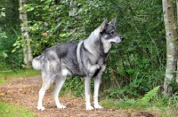 Picture of Swedish Elkhound (aka Jamthund)
