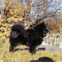 Picture of swedish lapphound in sweden against autumn colours