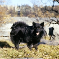 Picture of swedish lapphound in sweden looking at camera