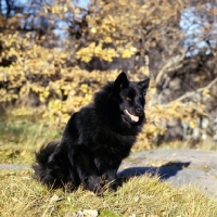 Picture of swedish lapphound in sweden sitting on grass