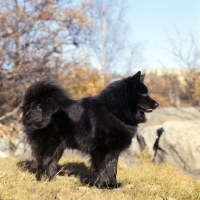 Picture of swedish lapphound in sweden standing in grass