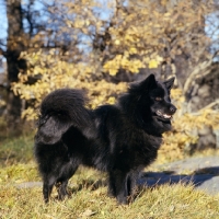 Picture of swedish lapphound in sweden with background of autumn colouring 