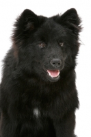 Picture of Swedish Lapphund head study on white background