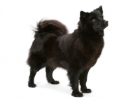 Picture of Swedish Lapphund on white background