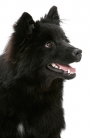 Picture of Swedish Lapphund portrait