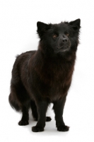 Picture of Swedish Lapphund standing on on white background