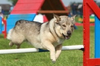 Picture of Swedish Vallhund (aka vastagotapet) jumping at trial